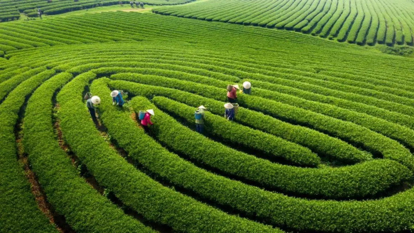 Guide Voyage Moc Chau Son La Visite Nord Vietnam